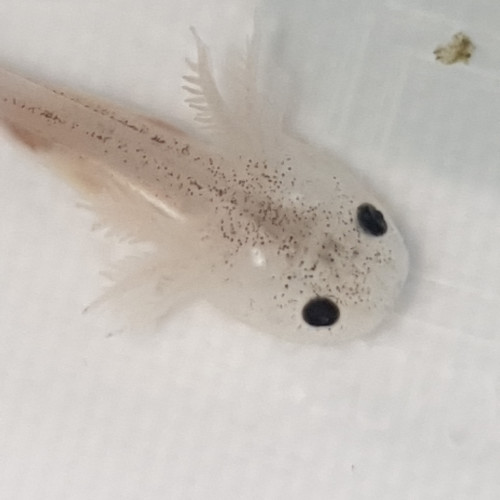 Axolotls mélaniques blancs, noirs et gris à reserver