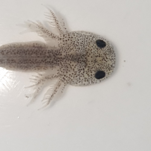 Axolotls mélaniques blancs, noirs et gris à reserver