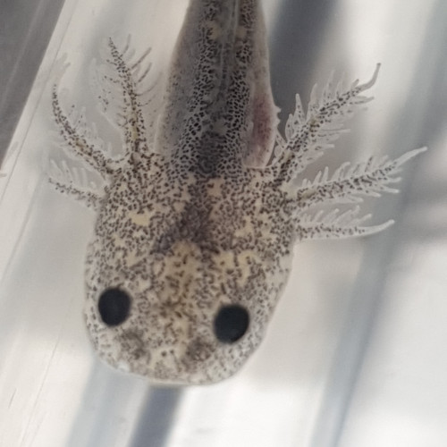 Axolotls mélaniques blancs, noirs et gris à reserver