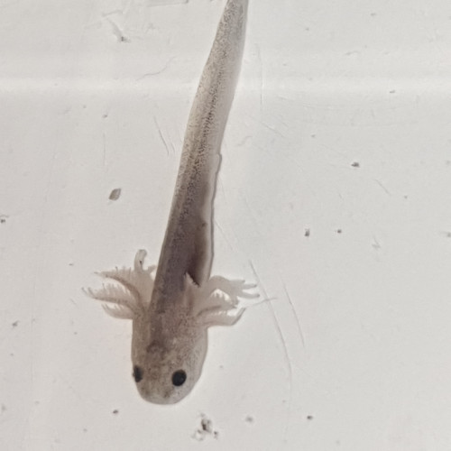 Axolotls mélaniques blancs, noirs et gris à reserver