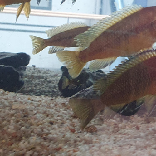 DON DE POISSONS CICHLIDES