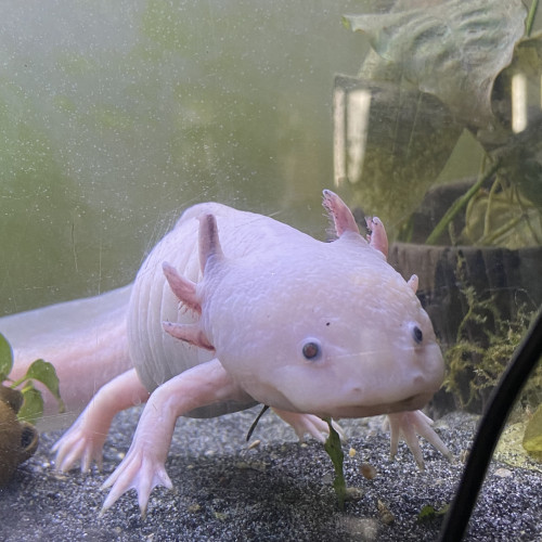 Souhaite DONNER un Axolotl mâle de 5 ans (ile de France)