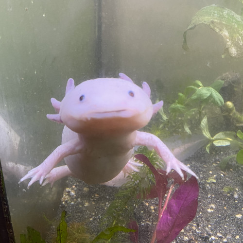 Souhaite DONNER un Axolotl mâle de 5 ans (ile de France)