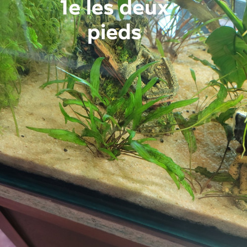 Plantes aquarium