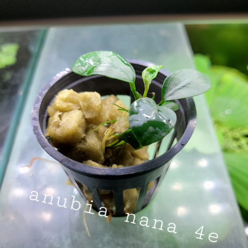 Plantes aquarium