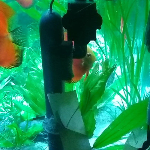 Stérilisateur UV-C AA Green Killing Machine 24W (AQUARIUM)