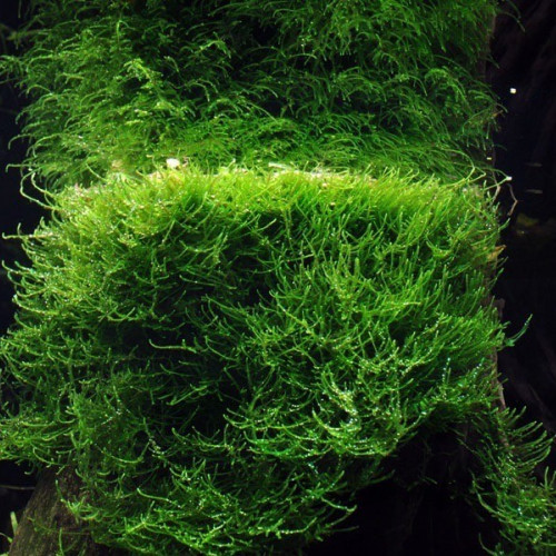 Vallisneria gigantea