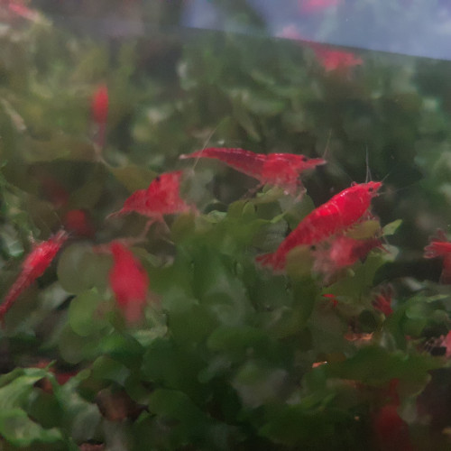 Neocaridina heteropoda davidi - Red Cherry - Crevettes eau douce