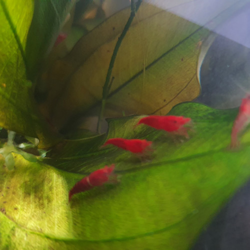 Neocaridina heteropoda davidi - Red Cherry - Crevettes eau douce