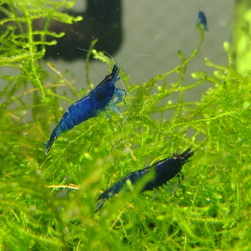 Crevettes neocaridina blue Dream/velvet