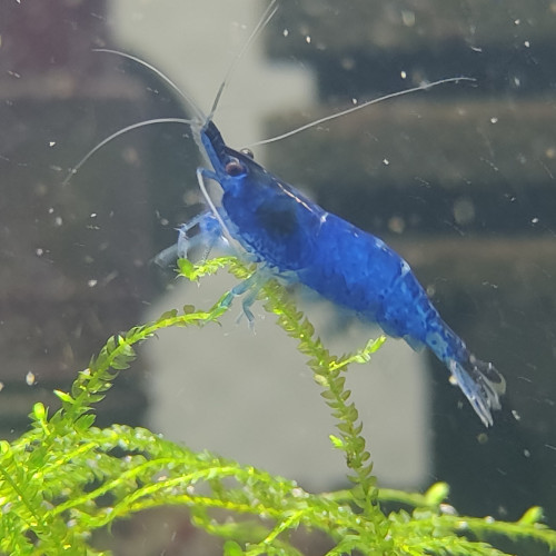 Crevettes neocaridina blue Dream/velvet