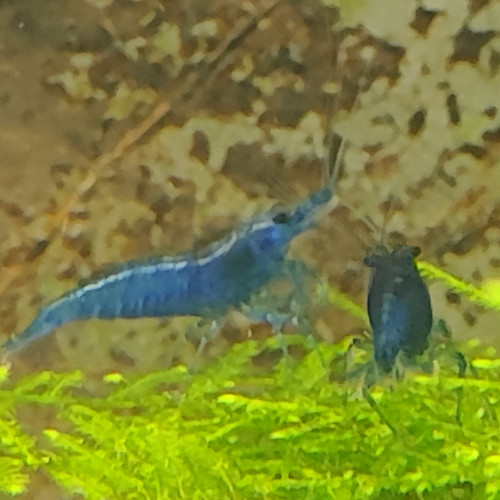 Crevettes neocaridina blue Dream/velvet