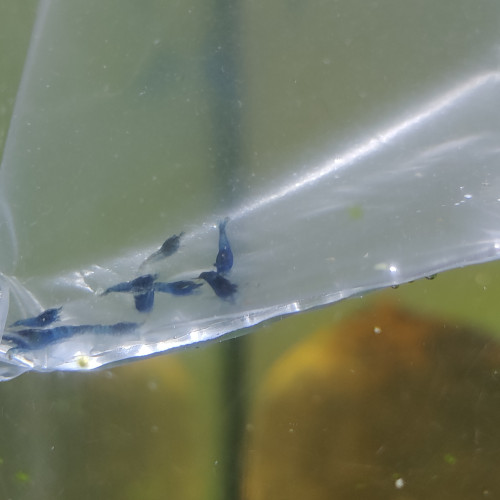 Crevettes neocaridina blue Dream/velvet