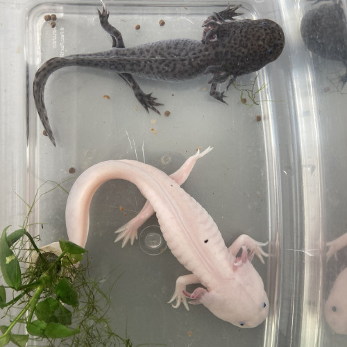 2 axolotls adultes 20 et 25cm mâle et femelle