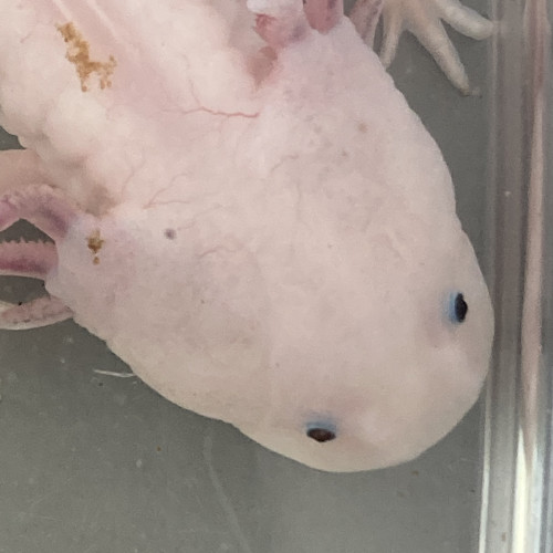 2 axolotls adultes 20 et 25cm mâle et femelle