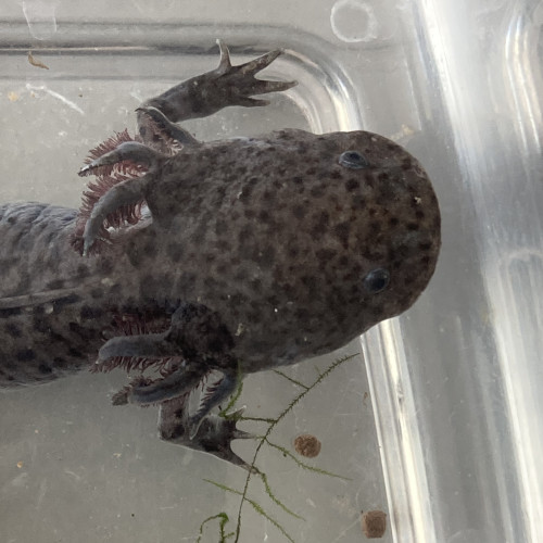 2 axolotls adultes 20 et 25cm mâle et femelle