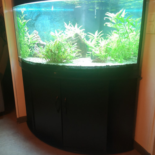 Aquarium d’angle Juwel Trigon 350 L + meuble