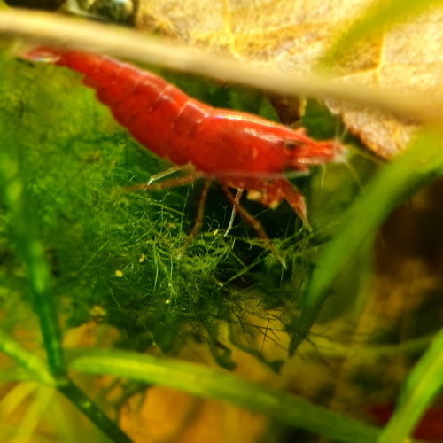 Crevettes neocaridina heteropoda (davidi) Var bloody Mary