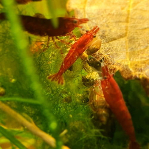 Crevettes neocaridina heteropoda (davidi) Var bloody Mary