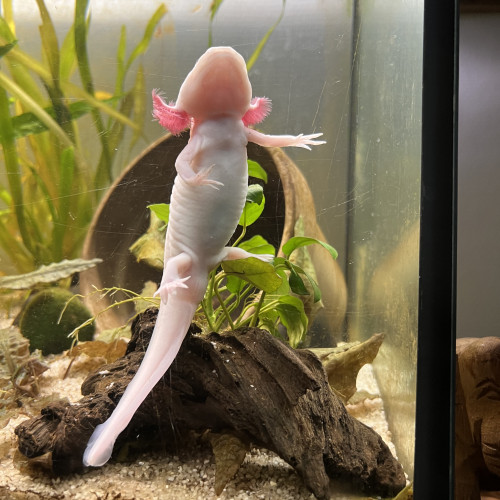 reservation axolotl