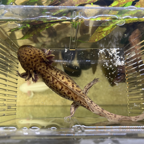 reservation axolotl