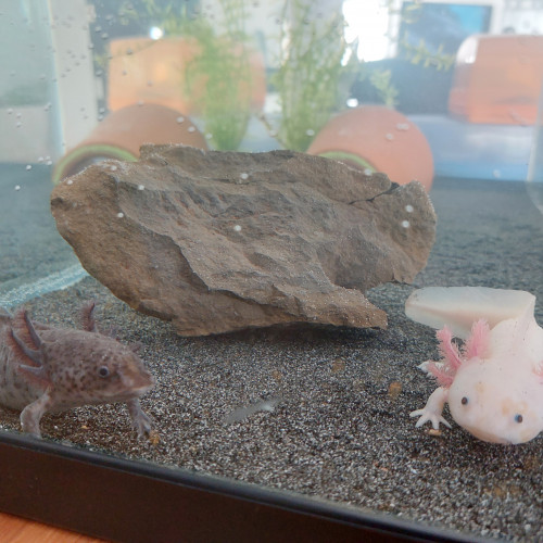 Jeunes axolotl