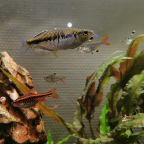 Don d'une Melanotaenia boesemani