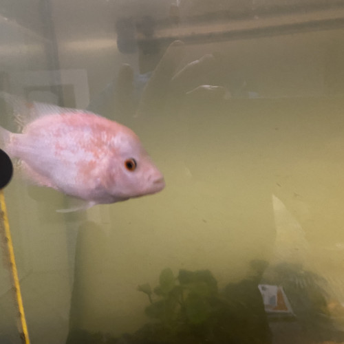 Citrinellum femelle 13 CM