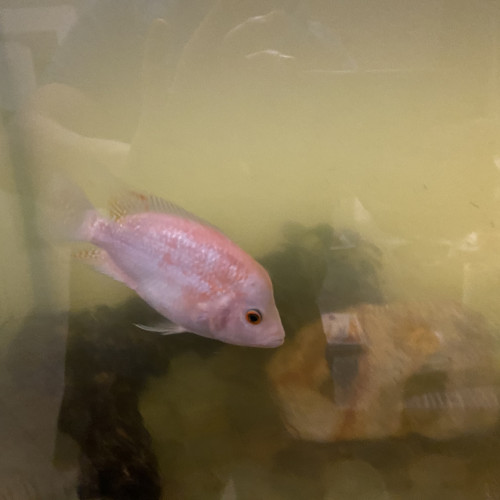 Citrinellum femelle 13 CM