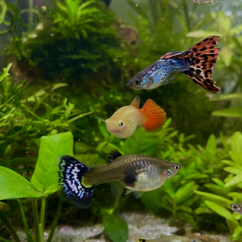 2 femelles & 1 mâle guppy & alevins