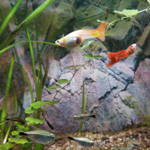 Don Poissons Aquarium