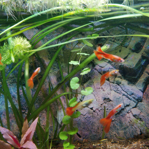 Don Poissons Aquarium