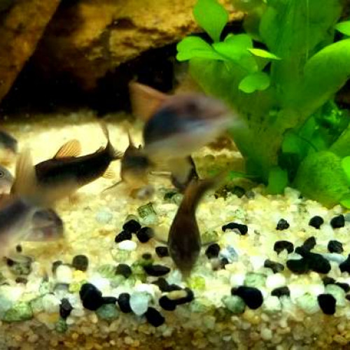 Corydoras Aeneus