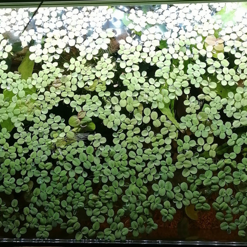 Salvinia minima