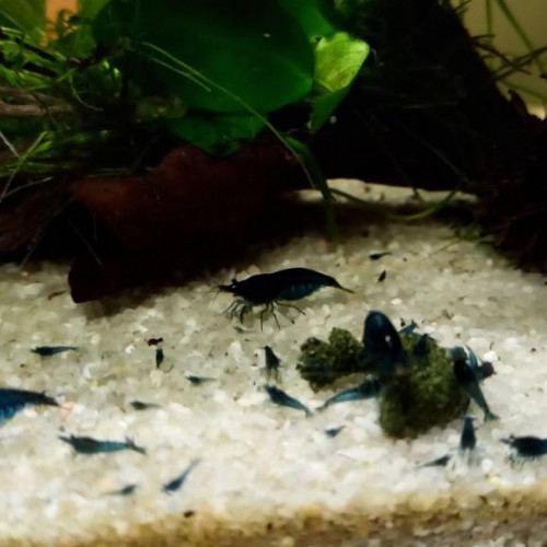 Crevettes blues dream