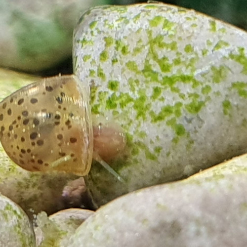 vente naissance, Planorbarius corneus brun