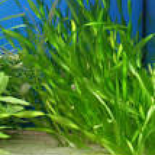 Vallisneria asiatica