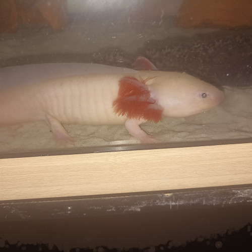 Axolotls