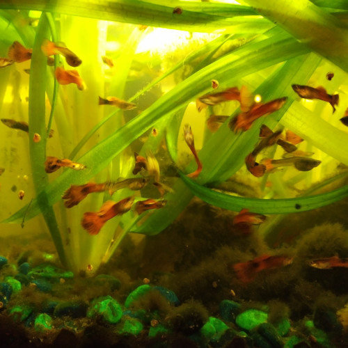 Nombreux guppys cherchent nouvel aquarium accueillant