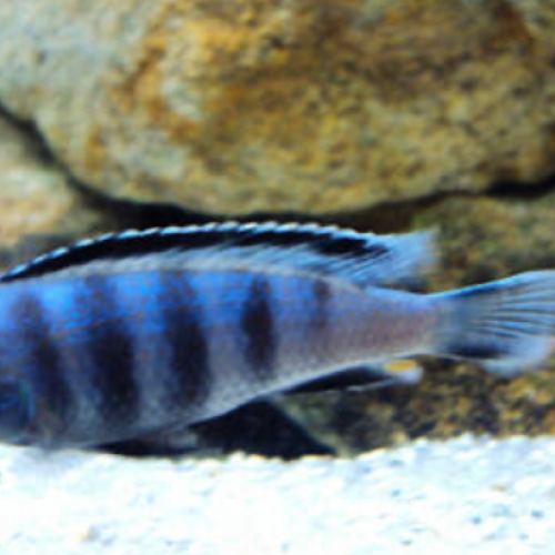 Cichlidés Malawi Mbuna Pseudotropheus saulosi Taiwanee reef juvéniles