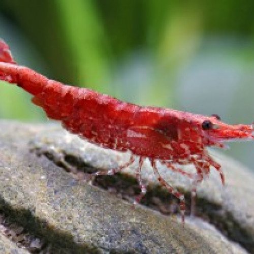 Recherche crevettes néocaridina Red cherry contre échange voir liste