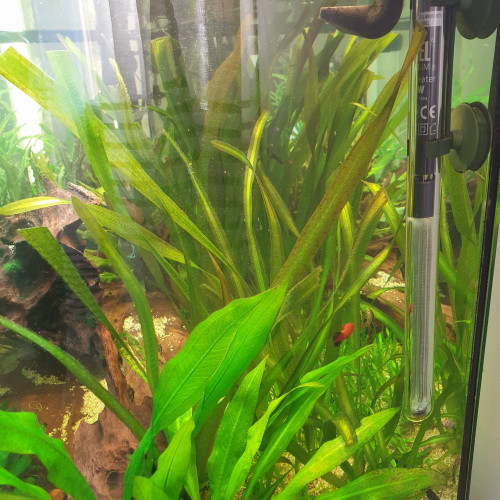 aquarium Juwel Rio 180l complet