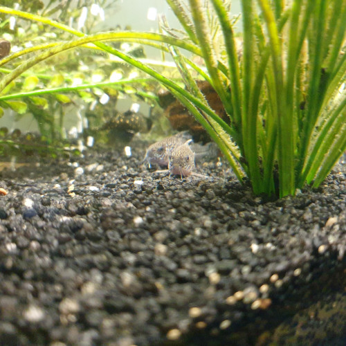 Corydoras