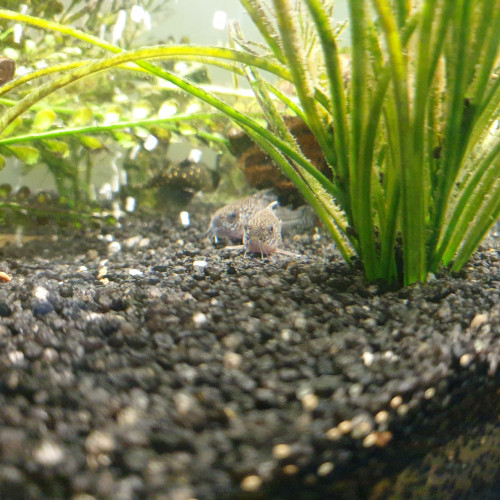 Corydoras