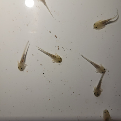 Axolotls juveniles