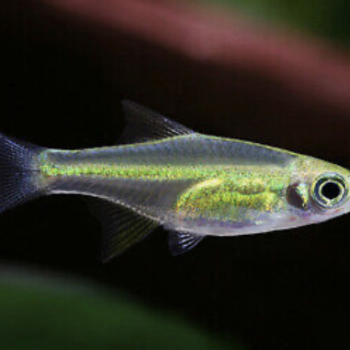 Microdevario Kubotai (Rasbora émeraude)