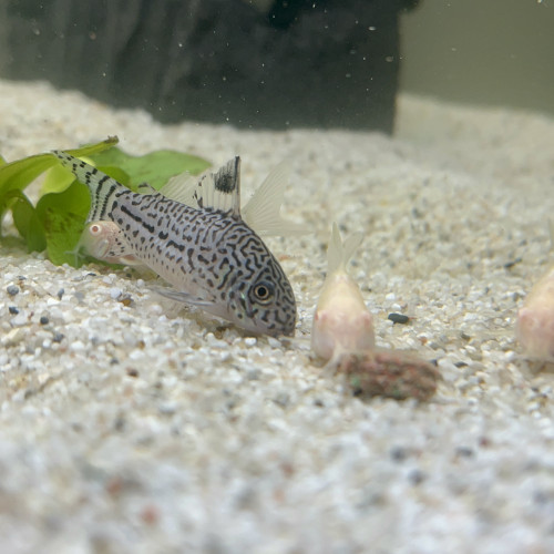 8 crevettes Japonica +3 Corydoras albinos + 2 Corydoras Leopardus