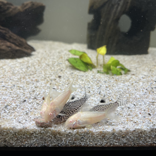 8 crevettes Japonica +3 Corydoras albinos + 2 Corydoras Leopardus