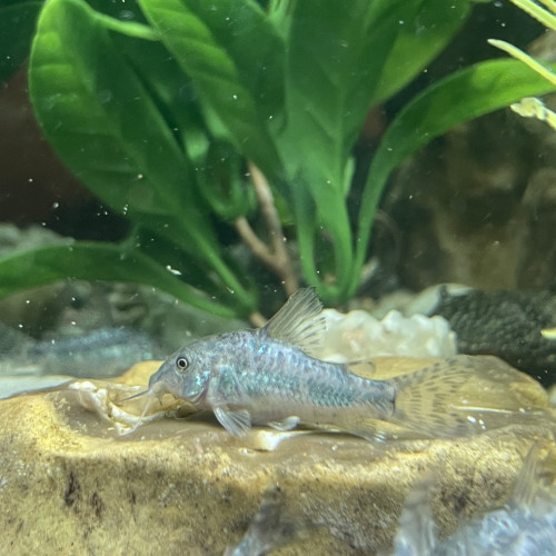 Jeunes Corydoras paleatus