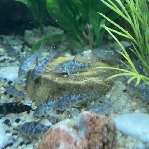 Jeunes Corydoras paleatus